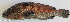  ( - P12260754)  @11 [ ] CreativeCommons Attribution ShareAlike (2021) Institut Halieutique et des Sciences Marines Institut Halieutique et des Sciences Marines