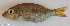 ( - P2021404)  @11 [ ] CreativeCommons Attribution ShareAlike (2021) Institut Halieutique et des Sciences Marines Institut Halieutique et des Sciences Marines