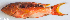  ( - P2070134)  @11 [ ] CreativeCommons Attribution ShareAlike (2021) Institut Halieutique et des Sciences Marines Institut Halieutique et des Sciences Marines
