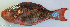  ( - P2110168)  @11 [ ] CreativeCommons Attribution ShareAlike (2021) Institut Halieutique et des Sciences Marines Institut Halieutique et des Sciences Marines