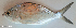  ( - P2120227)  @11 [ ] CreativeCommons Attribution ShareAlike (2021) Institut Halieutique et des Sciences Marines Institut Halieutique et des Sciences Marines