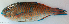  ( - P2150519)  @11 [ ] CreativeCommons Attribution ShareAlike (2021) Institut Halieutique et des Sciences Marines Institut Halieutique et des Sciences Marines
