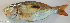  ( - P2150561)  @11 [ ] CreativeCommons Attribution ShareAlike (2021) Institut Halieutique et des Sciences Marines Institut Halieutique et des Sciences Marines
