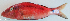  ( - P2150612)  @11 [ ] CreativeCommons Attribution ShareAlike (2021) Institut Halieutique et des Sciences Marines Institut Halieutique et des Sciences Marines