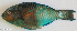  ( - P2150616)  @11 [ ] CreativeCommons Attribution ShareAlike (2021) Institut Halieutique et des Sciences Marines Institut Halieutique et des Sciences Marines