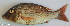  ( - P2150624)  @11 [ ] CreativeCommons Attribution ShareAlike (2021) Institut Halieutique et des Sciences Marines Institut Halieutique et des Sciences Marines