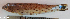  ( - P2150637)  @11 [ ] CreativeCommons Attribution ShareAlike (2021) Institut Halieutique et des Sciences Marines Institut Halieutique et des Sciences Marines