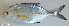  ( - P2281120)  @11 [ ] CreativeCommons Attribution ShareAlike (2021) Institut Halieutique et des Sciences Marines Institut Halieutique et des Sciences Marines