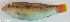  ( - P3090270)  @11 [ ] CreativeCommons Attribution ShareAlike (2021) Institut Halieutique et des Sciences Marines Institut Halieutique et des Sciences Marines