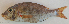  ( - P3250218)  @11 [ ] CreativeCommons Attribution ShareAlike (2021) Institut Halieutique et des Sciences Marines Institut Halieutique et des Sciences Marines
