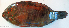  ( - P4010332)  @11 [ ] CreativeCommons Attribution ShareAlike (2021) Institut Halieutique et des Sciences Marines Institut Halieutique et des Sciences Marines