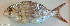  ( - P4160727)  @11 [ ] CreativeCommons Attribution ShareAlike (2021) Institut Halieutique et des Sciences Marines Institut Halieutique et des Sciences Marines