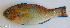  ( - P4191235)  @11 [ ] CreativeCommons Attribution ShareAlike (2021) Institut Halieutique et des Sciences Marines Institut Halieutique et des Sciences Marines