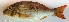  ( - P4251653)  @11 [ ] CreativeCommons Attribution ShareAlike (2021) Institut Halieutique et des Sciences Marines Institut Halieutique et des Sciences Marines