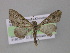  ( - BC ZSM Lep 03980)  @14 [ ] CreativeCommons - Attribution Non-Commercial Share-Alike (2010) Unspecified SNSB, Zoologische Staatssammlung Muenchen