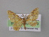  ( - BC ZSM Lep 03990)  @14 [ ] CreativeCommons - Attribution Non-Commercial Share-Alike (2010) Unspecified SNSB, Zoologische Staatssammlung Muenchen