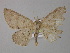  (Isochromodes AH10Ec - BC ZSM Lep 04024)  @14 [ ] CreativeCommons - Attribution Non-Commercial Share-Alike (2010) Unspecified SNSB, Zoologische Staatssammlung Muenchen