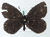  (Erebia AH01By - BC ZSM Lep 62372)  @11 [ ] CreativeCommons - Attribution Non-Commercial Share-Alike (2012) Axel Hausmann/Bavarian State Collection of Zoology (ZSM) SNSB, Zoologische Staatssammlung Muenchen