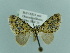  ( - BC ZSM Lep 79791)  @12 [ ] CreativeCommons - Attribution Non-Commercial Share-Alike (2015) Axel Hausmann/Bavarian State Collection of Zoology (ZSM) SNSB, Zoologische Staatssammlung Muenchen