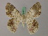  ( - BC ZSM Lep 58166)  @11 [ ] by-nc-sa (2025) SNSB, Staatliche Naturwissenschaftliche Sammlungen Bayerns ZSM (SNSB, Zoologische Staatssammlung Muenchen)