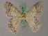  ( - BC ZSM Lep 58167)  @11 [ ] by-nc-sa (2025) SNSB, Staatliche Naturwissenschaftliche Sammlungen Bayerns ZSM (SNSB, Zoologische Staatssammlung Muenchen)