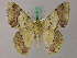  ( - BC ZSM Lep 58174)  @11 [ ] by-nc-sa (2025) SNSB, Staatliche Naturwissenschaftliche Sammlungen Bayerns ZSM (SNSB, Zoologische Staatssammlung Muenchen)