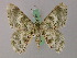  ( - BC ZSM Lep 58177)  @11 [ ] by-nc-sa (2025) SNSB, Staatliche Naturwissenschaftliche Sammlungen Bayerns ZSM (SNSB, Zoologische Staatssammlung Muenchen)