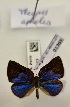  (Theope apheles - BC-MNHN-LEP01365)  @11 [ ] by-nc-sa (2021) MNHN MNHN, Paris