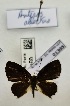  ( - BC-MNHN-LEP01395)  @11 [ ] by-nc-sa (2021) MNHN MNHN, Paris