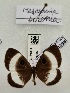  ( - BC-MNHN-LEP01398)  @11 [ ] by-nc-sa (2021) MNHN MNHN, Paris