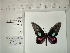  (Parides neophilus - BC-MNHN-LEP01440)  @11 [ ] cc (2022) Rodolphe Rougerie Muséum national d'histoire naturelle