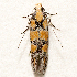  ( - B2-627 lcofwh)  @11 [ ] Copyright (2024) Glenn Fine Research Collection of Glenn Fine