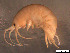  (Gammaridae - Gf_Cro8_01)  @15 [ ] CreativeCommons - Attribution Non-Commercial Share-Alike (2013) Meike A.Seefeldt Ruhr University Bochum