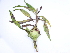  ( - BIOUG85757-B07)  @11 [ ] CreativeCommons - Attribution (2022) CBG Photography Group Centre for Biodiversity Genomics
