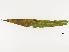  ( - BIOUG85758-C09)  @11 [ ] CreativeCommons - Attribution (2022) CBG Photography Group Centre for Biodiversity Genomics
