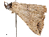  ( - CBG-B14769-F12)  @11 [ ] CreativeCommons - Attribution Share - Alike (2025) CBG Photography Group Centre for Biodiversity Genomics