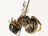  ( - CBG-B14768-A06)  @11 [ ] CreativeCommons - Attribution Share - Alike (2025) CBG Photography Group Centre for Biodiversity Genomics