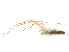  ( - CBG-B07455-G07)  @11 [ ] CreativeCommons - Attribution Share - Alike (2025) CBG Photography Group Centre for Biodiversity Genomics