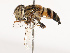  ( - CBG-B19169-B03)  @11 [ ] CreativeCommons - Attribution Share - Alike (2025) CBG Photography Group Centre for Biodiversity Genomics