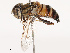  ( - CBG-B19182-E04)  @11 [ ] CreativeCommons - Attribution Share - Alike (2025) CBG Photography Group Centre for Biodiversity Genomics