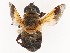  ( - CBG-B19182-F02)  @11 [ ] CreativeCommons - Attribution Share - Alike (2025) CBG Photography Group Centre for Biodiversity Genomics