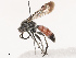  ( - CBG-B19186-C02)  @11 [ ] CreativeCommons - Attribution Share - Alike (2025) CBG Photography Group Centre for Biodiversity Genomics