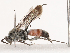  ( - CBG-B07457-H01)  @11 [ ] CreativeCommons - Attribution Share - Alike (2025) CBG Photography Group Centre for Biodiversity Genomics