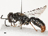  ( - CBG-B07466-A02)  @11 [ ] CreativeCommons - Attribution Share - Alike (2025) CBG Photography Group Centre for Biodiversity Genomics