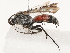  (Evagetes argenteodecoratus - CBG-B07466-D07)  @11 [ ] CreativeCommons - Attribution Share - Alike (2025) CBG Photography Group Centre for Biodiversity Genomics