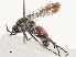  ( - CBG-B07466-D08)  @11 [ ] CreativeCommons - Attribution Share - Alike (2025) CBG Photography Group Centre for Biodiversity Genomics