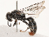  ( - CBG-B07466-E12)  @11 [ ] CreativeCommons - Attribution Share - Alike (2025) CBG Photography Group Centre for Biodiversity Genomics