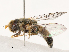  (Eumerus aurifrons - CBG-B07466-F10)  @11 [ ] CreativeCommons - Attribution Share - Alike (2025) CBG Photography Group Centre for Biodiversity Genomics