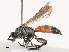  ( - CBG-B07466-H02)  @11 [ ] CreativeCommons - Attribution Share - Alike (2025) CBG Photography Group Centre for Biodiversity Genomics