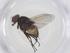  (Musca conducens - CBG-B07512-G02)  @11 [ ] CreativeCommons - Attribution Share - Alike (2025) Centre for Biodiversity Genomics Centre for Biodiversity Genomics